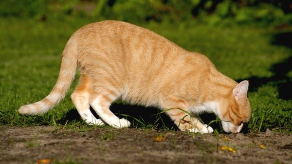 Katze schnuppert am Boden © Colourbox Foto: -
